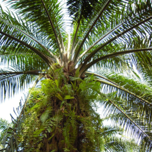 Palm Oil