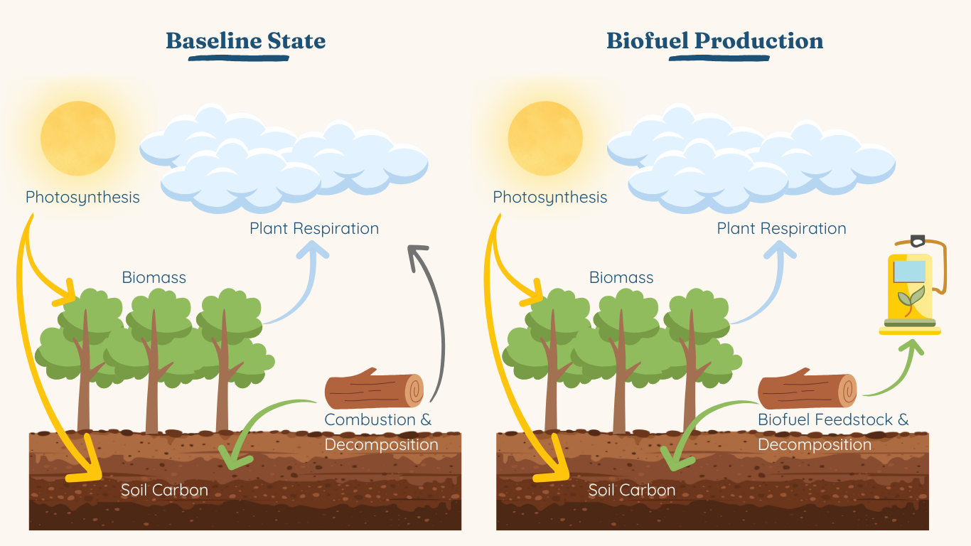 Biomass accounting principles, alternative fates, and verification