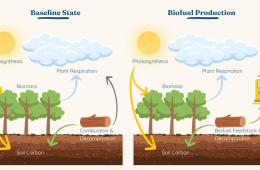 Biomass accounting principles, alternative fates, and verification