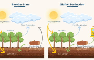 Biomass accounting principles, alternative fates, and verification